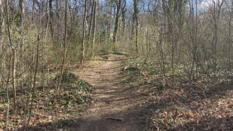 camino de tierra en el bosque