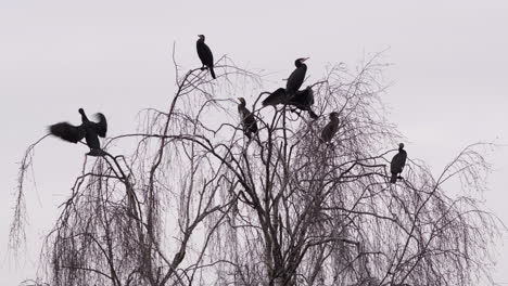 una bandada de aves cormoranes descansando en la cima de un árbol en el borde de un lago, worcestershire, inglaterra