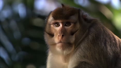 close-up portrait of a monkey