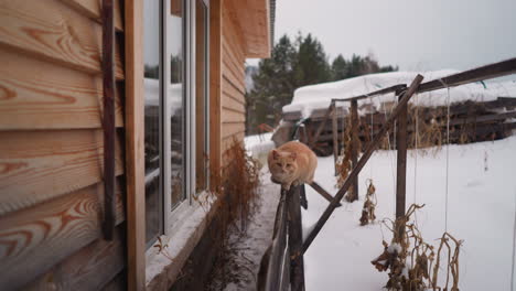 lazy red cat sits on old wooden fence in yard on winter day