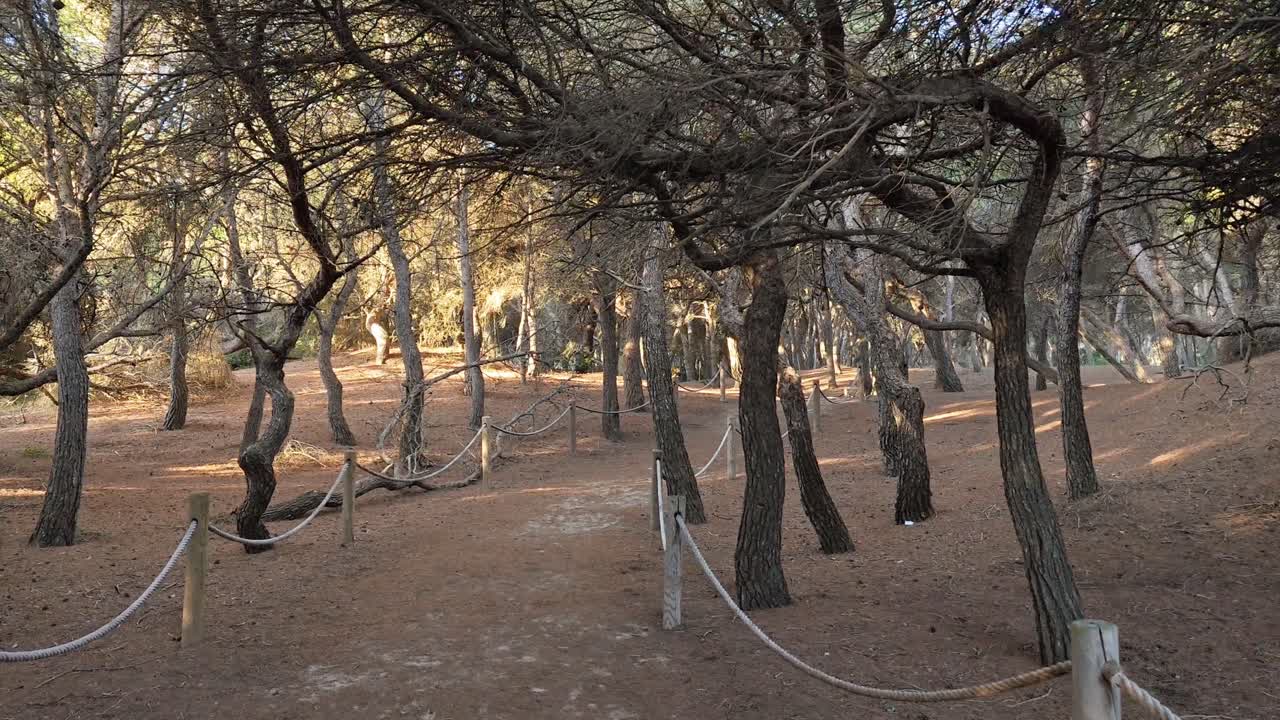 песчаные дюны и сосны окружают это естественное продолжение пляжа де муро майорка