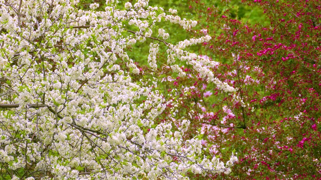 Birds flying around branches of the blooming trees, Common Chickadee