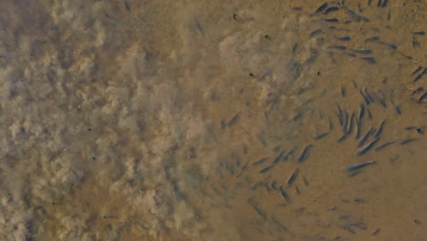 large group of fish swimming in murky shallow water of a river or natural habitat