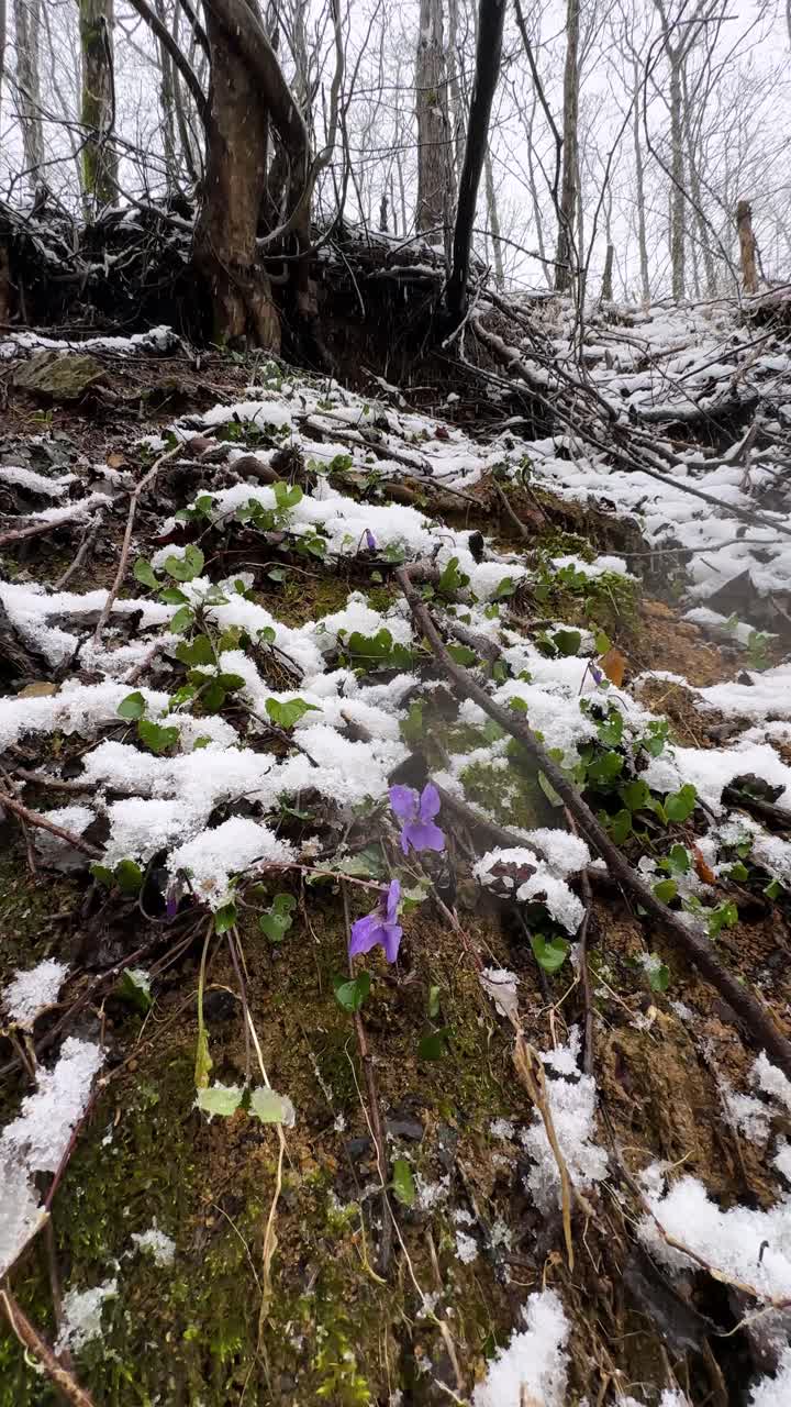 winter wild flower in snow covered forest hyrcanian nature reserve iran landscape scenic hiking adventure snowfall flake violet viola plant freshness beauty tranquility macro petal inside pristine
