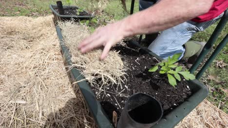 planting tomatoes in a container