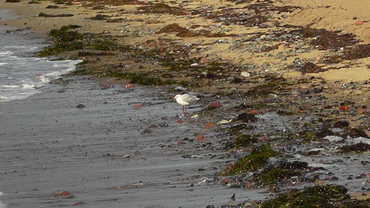 바다표범은 바위가 많은 바가에 서서 은 여름날에 파도에 어지고 있습니다.
