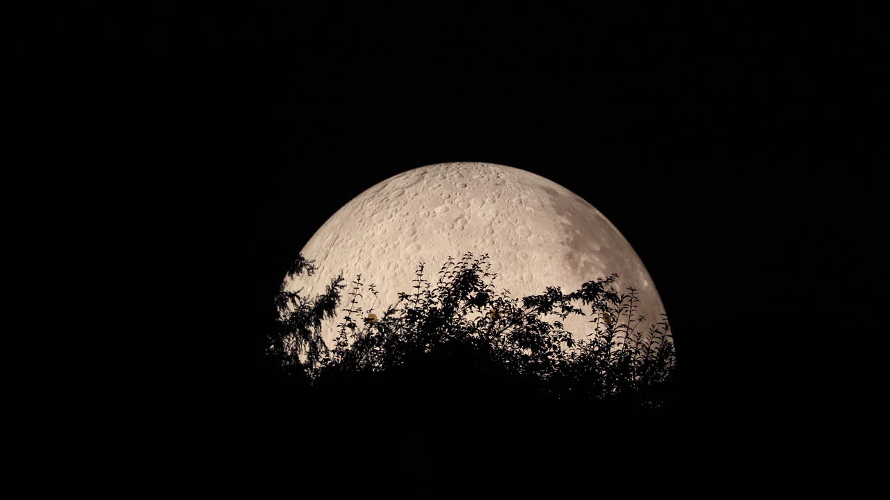 Moon close-up with tree canopy close-up zoom view with all detail on lunar landscape using Lunalon captured in 4k resolution