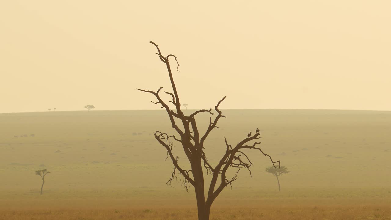 Aerial African Wildlife Shot of Dead Tree and Birds in Masai Mara in Africa, Kenya Hot Air Balloon Ride Flight View Flying Over Amazing Beautiful Landscape Scenery in Maasai Mara From Above