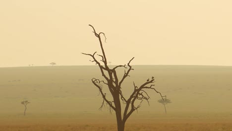 aerial african wildlife shot of dead tree and birds in masai mara in africa, kenya hot air balloon ride flight view flying over amazing beautiful landscape scenery in maasai mara from above