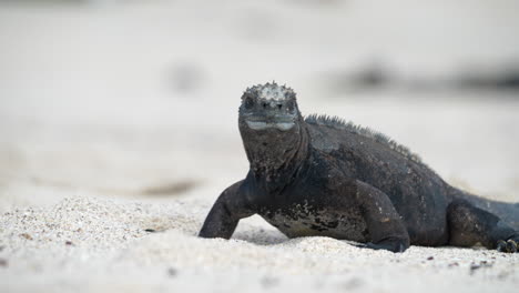 Marine-Iguana-On-Playa-Punta-Beach,-Turning-Head-To-Left