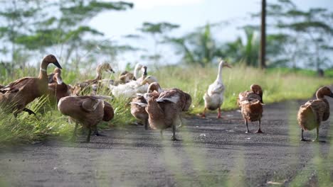 Cámara-Lenta---Los-Patos-Están-Batiendo-Sus-Alas-Con-El-Rebaño-Al-Sol