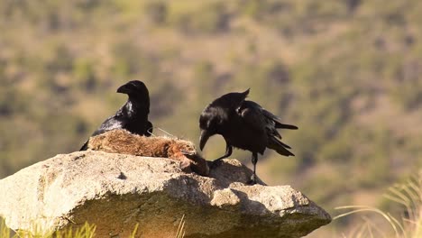 pájaros de cuervo negro comiendo presa en la piedra