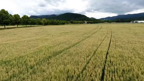 Vuelo-Suave-De-Drones-Sobre-Un-Campo-De-Avena,-árboles-De-Un-Callejón-Y-Montañas-En-El-Fondo