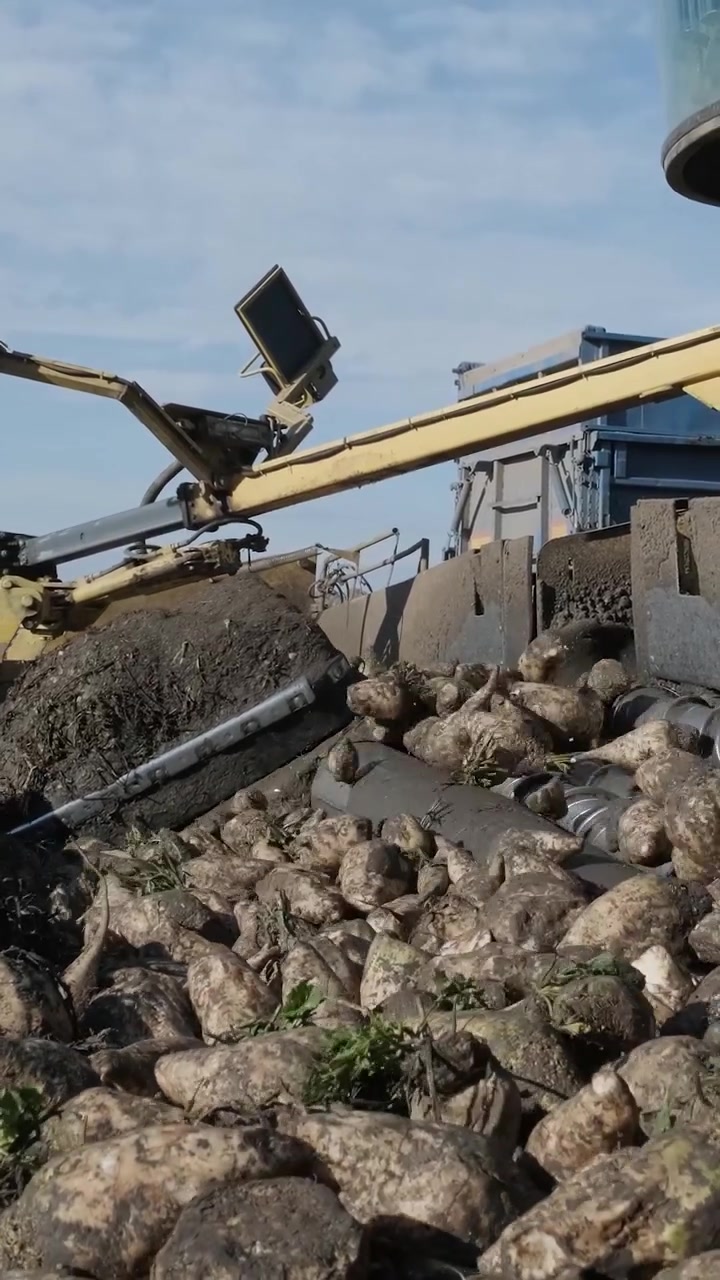 Sugar Beet Harvesting Machine Processing Crops in Field