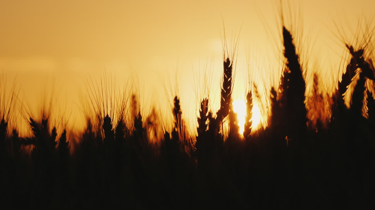 silueta de espigas de trigo maduras contra el cielo naranja del atardecer