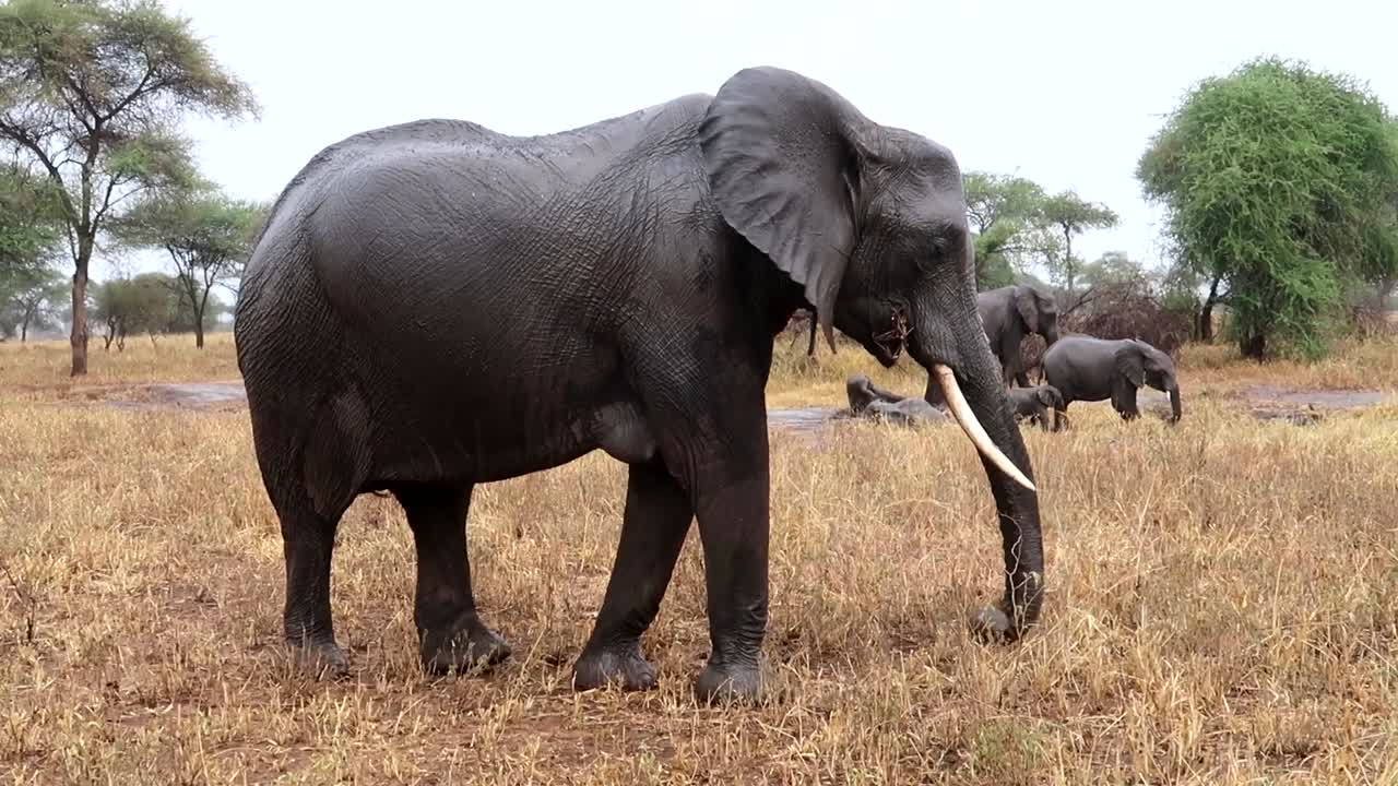 tiro completo de elefante adulto grande sacudiendo las orejas mientras come hierba, tarangire