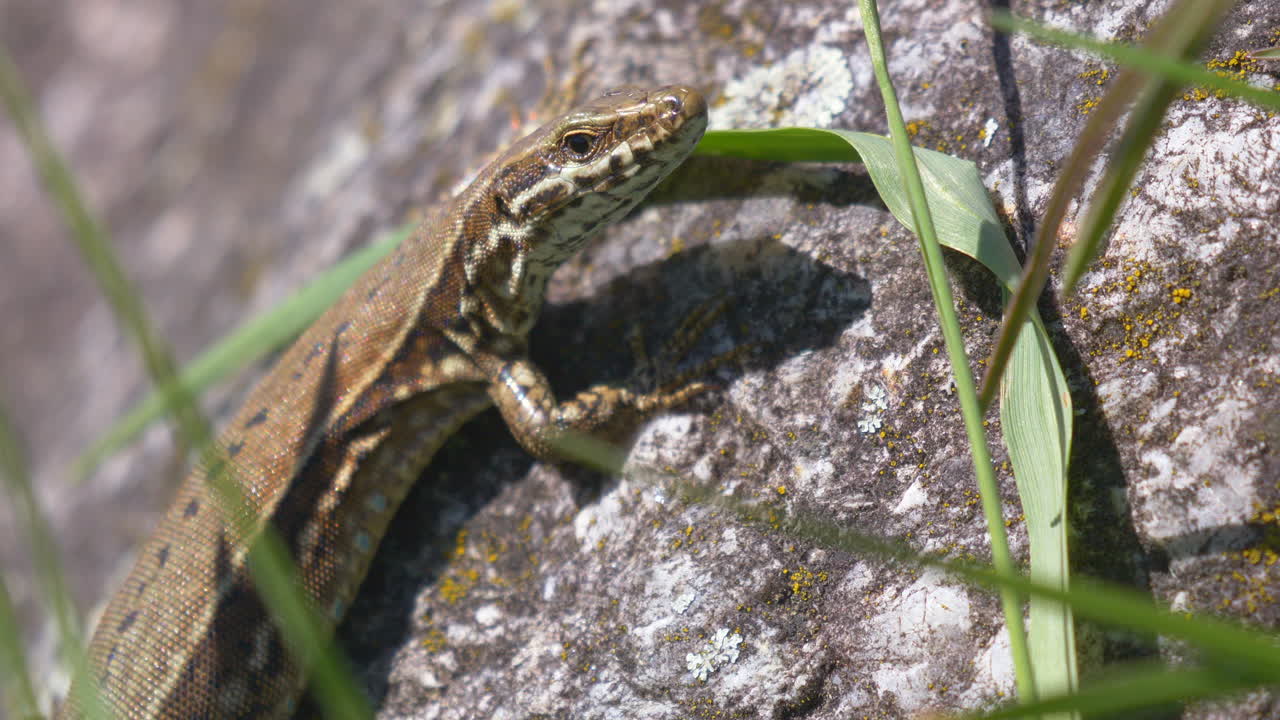tiro macro de lagarto salvaje descansando sobre roca durante la luz del sol y el día ventoso al aire libre