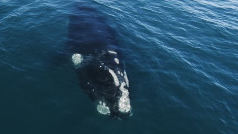 gran ballena franca austral que sopla spray en la superficie - toma aérea en cámara lenta