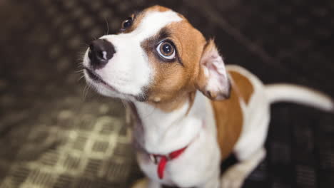 close up of small brown and white pet dog in red collar looking up