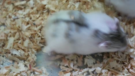 cute and fluffy hamsters