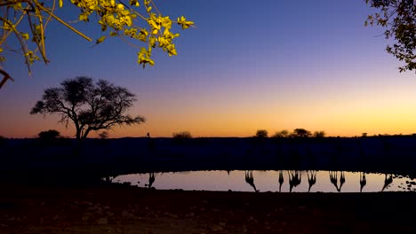 Captura-Notable-De-Jirafas-Bebiendo-Reflejado-En-Un-Abrevadero-Al-Atardecer-O-Al-Anochecer-En-El-Parque-Nacional-De-Etosha,-Namibia-4