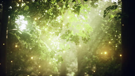 enchanted forest: sunbeams through the leaves