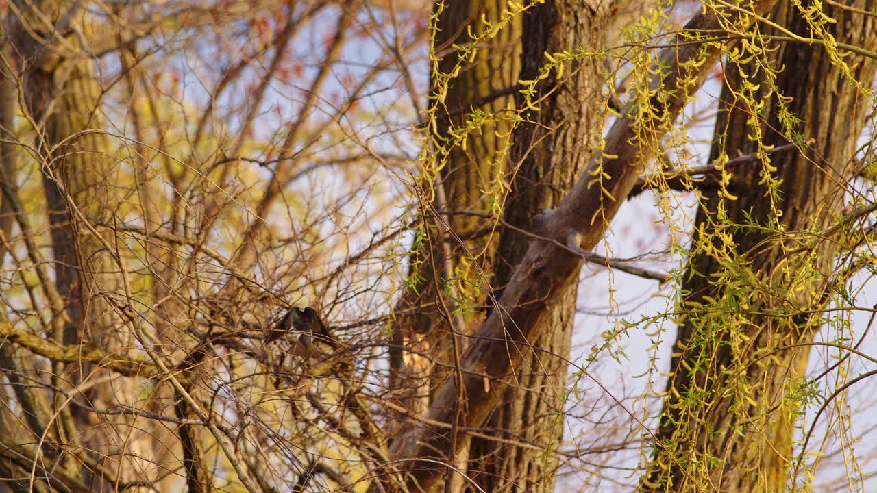 A poetic take on purple martin mating flight, in soft slow motion.