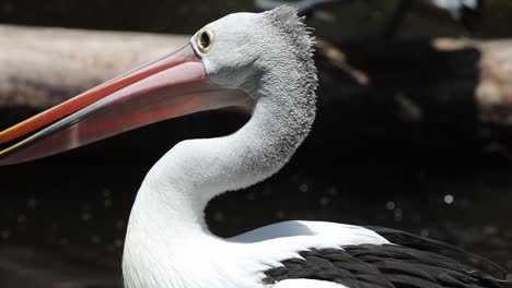 close-up of australian pelican with long beak in natural habitat