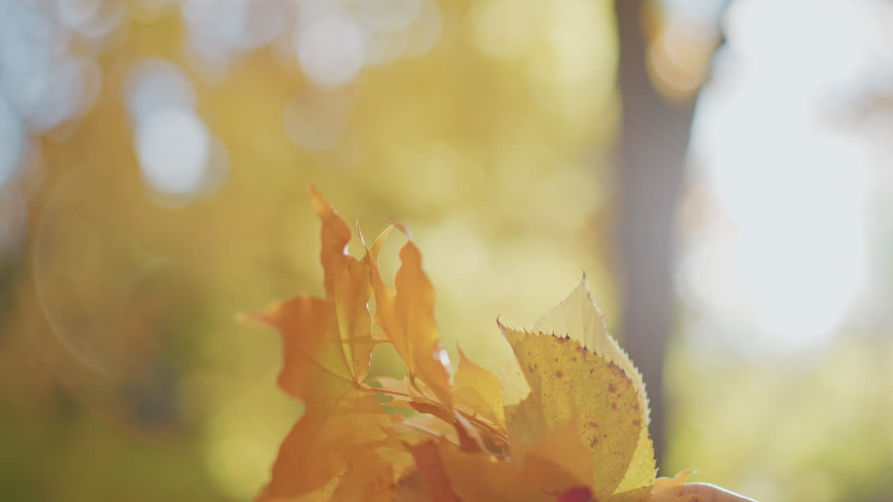 close up of person holding vibrant autumn leaves against sunlight filtered through trees, fingers gently inspecting textured foliage as warm lens flare and soft bokeh