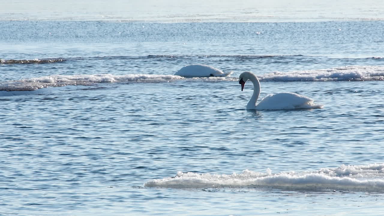 monocromático invierno blanco mudo cisne se da la vuelta, se alimenta en agua helada