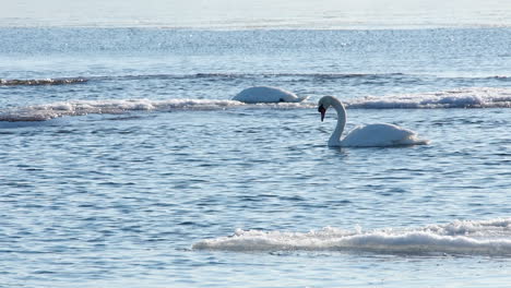 Monochrome-winter-white-Mute-Swan-tips-over,-feeds-in-freezing-water