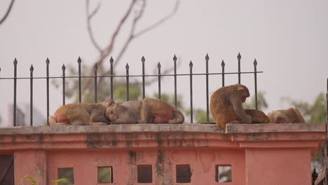 group of monkeys sleeping on wall of house in city