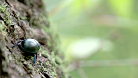 a dung beetle crawling on a tree with its tiny legs