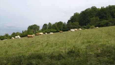 Eine-Drohne,-Die-Zwischen-Bäumen-über-Einer-Rinderherde-Fliegt,-Die-Auf-Einem-Gras-Weidet