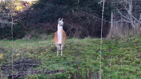 llama on a pasture looking at camera from a distance