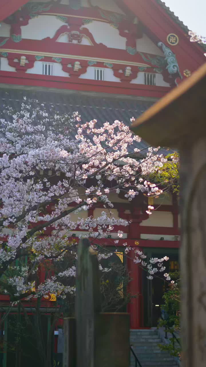 The Senso-ji temple surrounded by cherry blossoms in daylight in Asakusa, Japan. Vertical