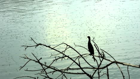 Ein-Vogel,-Der-In-Einem-Trockenen-Baum-Am-Wasser-Sitzt