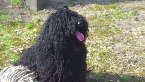 Black-purebred-Puli-dog-sitting-on-a-garden-and-looking-around