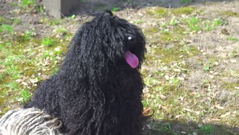 perro puli de raza negra sentado en un jardín y mirando alrededor