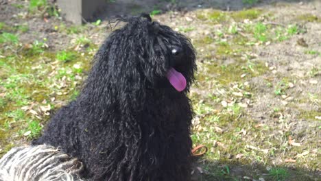 black purebred puli dog sitting on a garden and looking around