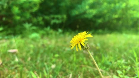 Dandelion---yellow-flower-waving-during-nice-sunny-day