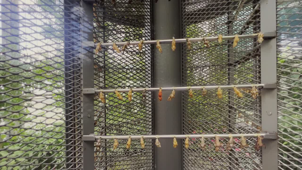 bonita crisálida en una rama