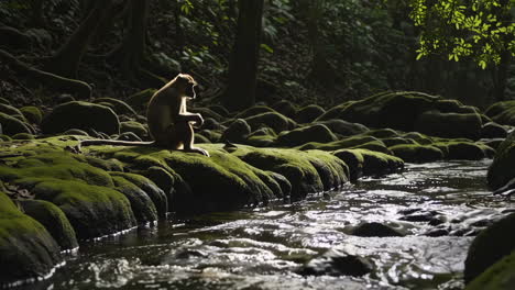 monkey by a stream in the jungle