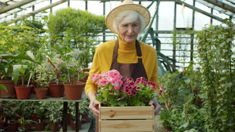 senior woman gardener in greenhouse with flowers