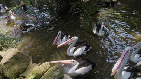 flock of australian pelicans floats in a lake