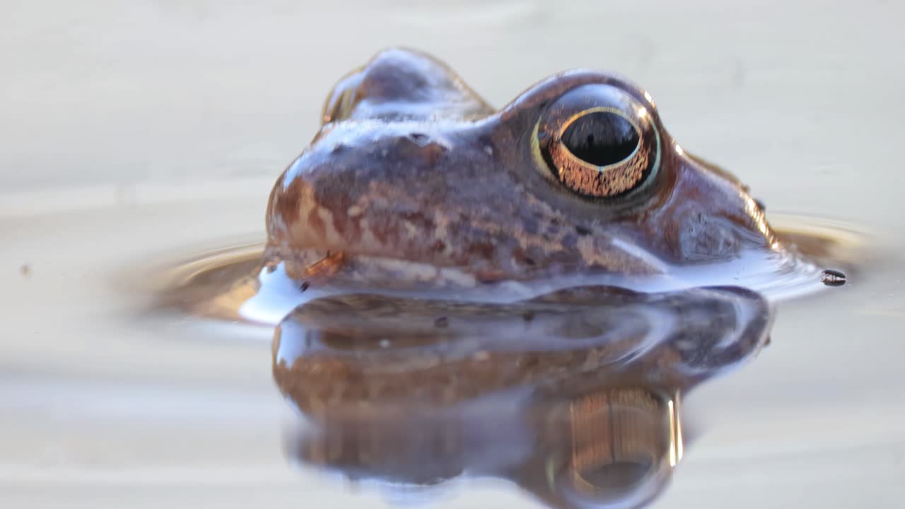 Un primo piano di una rana in uno stagno