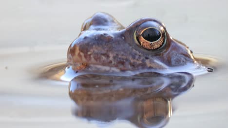 closeup of a frog in a pond