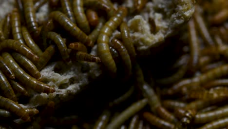 the mealworm is a species of darkling beetle used to feed pets like fish, snakes, birds, and frogs