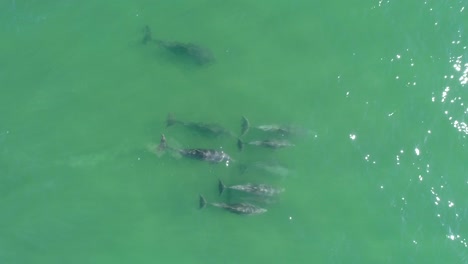 vista aérea de drones siguiendo a un grupo de delfines, cagando, liberando heces o excrementos, en un mar azul claro o turquesa, en el océano atlántico, cerca de la isla esmeralda, en carolina del norte