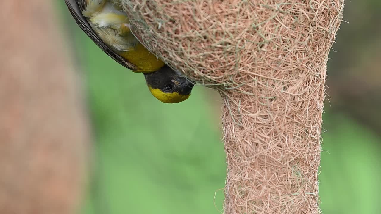 Weaver bird closely seen constructing intricate nest with grass fibers